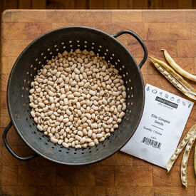 Elite, Cowpea Seeds